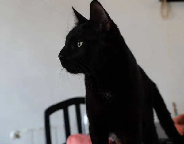 Retrato Gato Negro Doméstico Con Fondo Borroso — Foto de Stock