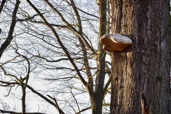 Plan Rapproché Champignon Sur Arbre — Photo