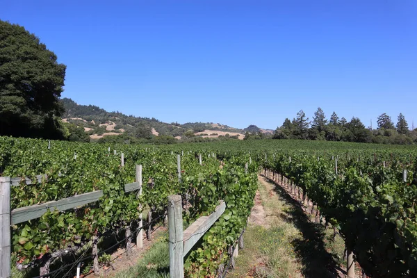 Viñedo Con Grandes Árboles Fondo Cerca Mendocino California —  Fotos de Stock