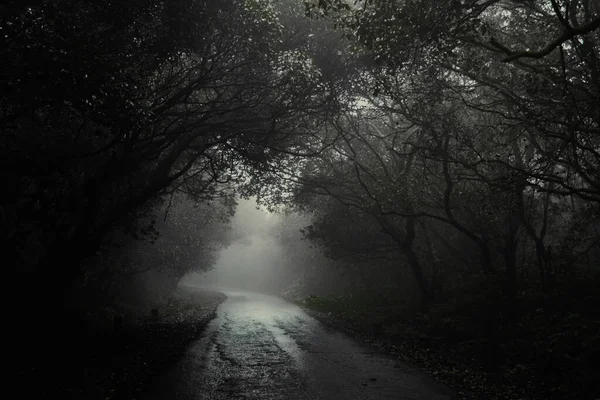 Eine Schlammige Straße Die Durch Einen Unheimlichen Wald Führt — Stockfoto