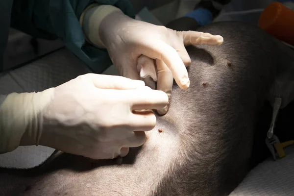 Tiro Perto Par Mãos Injetando Medicamento Veterinário Animal — Fotografia de Stock