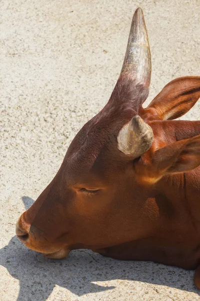 Colpo Alto Angolo Toro Cornuto Marrone Che Dorme Una Superficie — Foto Stock