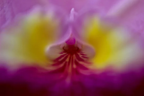 Makro Bilde Lilla Orkideen – stockfoto