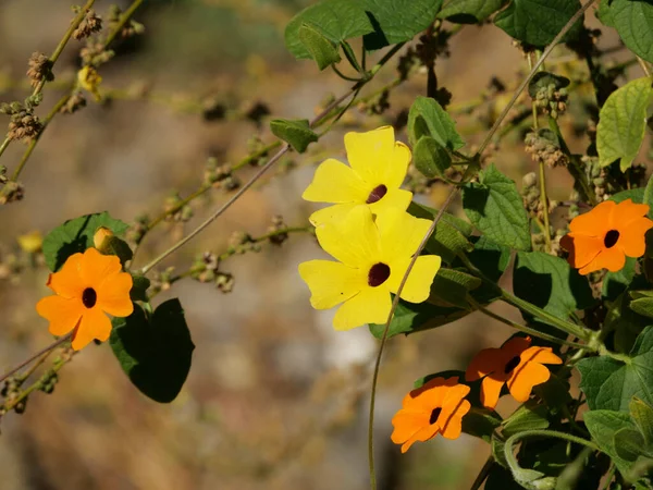 Close Flores Florescendo Amarelo Laranja Clockvines — Fotografia de Stock