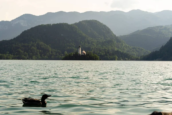 Mesmerizing Shot Castle Lake Bled Slovenia Surrounded Forest Daytime — Stock Photo, Image
