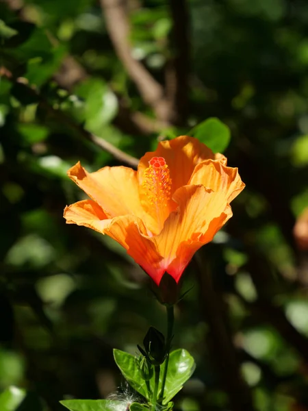 Primer Plano Vertical Una Flor Hibisco Naranja Flor —  Fotos de Stock