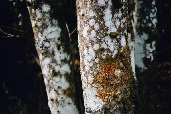 Tiro Foco Seletivo Troncos Árvores Cobertos Com Musgo Líquen Uma — Fotografia de Stock