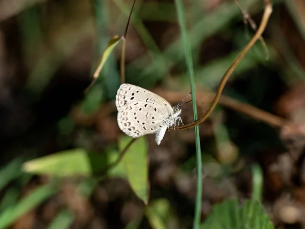 Tiro Foco Seletivo Uma Linda Borboleta Azul Grama Pálida Sentada — Fotografia de Stock