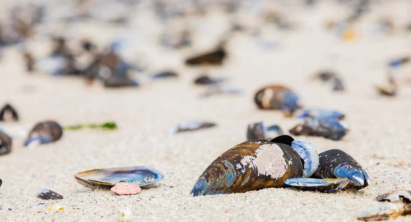 Tiro Foco Seletivo Conchas Ostra Praia Areia — Fotografia de Stock