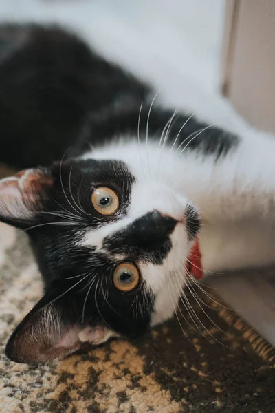 Vertikal Närbild Skott Söt Ung Katt Som Ligger Matta — Stockfoto