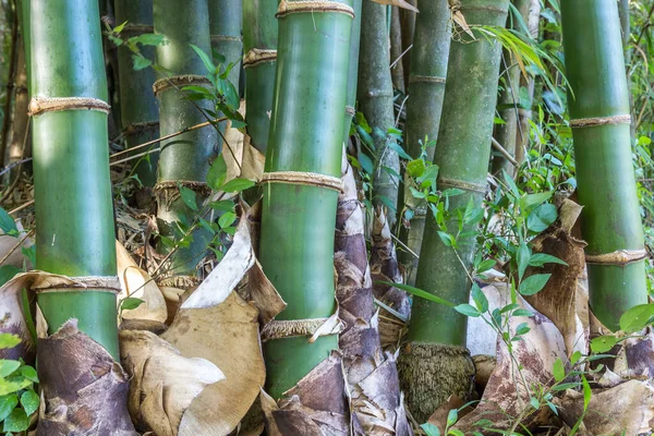 Close Bambu Verde Perfeito Para Fundo — Fotografia de Stock