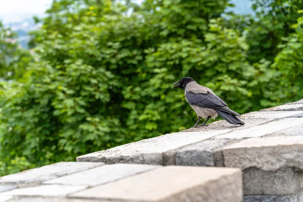 Disparo Selectivo Pájaro Cuervo Encapuchado Parado Pared Liubliana Eslovenia — Foto de Stock