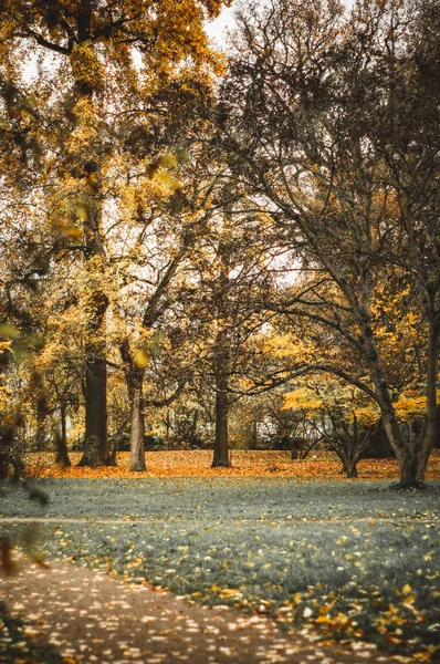 Eine Vertikale Aufnahme Der Schönen Herbstlichen Bäume Park — Stockfoto