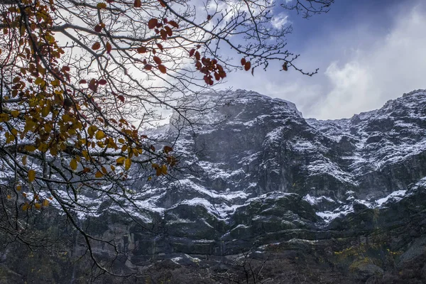 Μια Κάθετη Λήψη Ενός Φθινοπωρινού Δέντρου Και Ενός Χιονισμένου Βουνού — Φωτογραφία Αρχείου