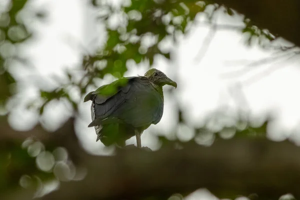 Ein Selektiver Fokus Eines Vogels Der Durch Die Blätter Auf — Stockfoto