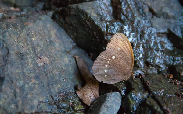 Tiro Close Uma Borboleta Marrom Manchada Uma Rocha Molhada — Fotografia de Stock