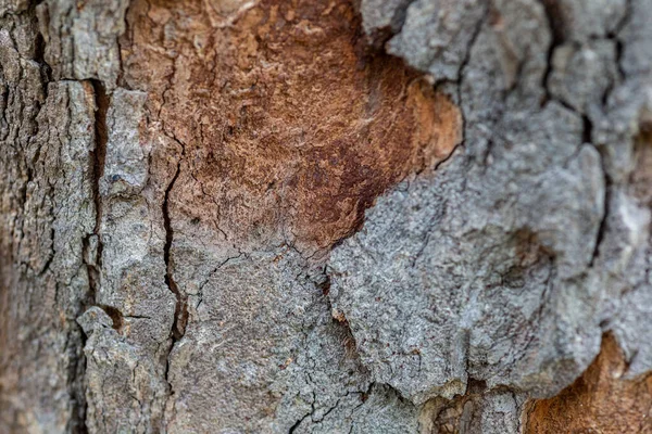 Detailní Záběr Kmene Stromu Trhliny Textury Pozadí — Stock fotografie