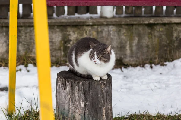 Eine Katze Sitzt Auf Einem Stam — Stockfoto