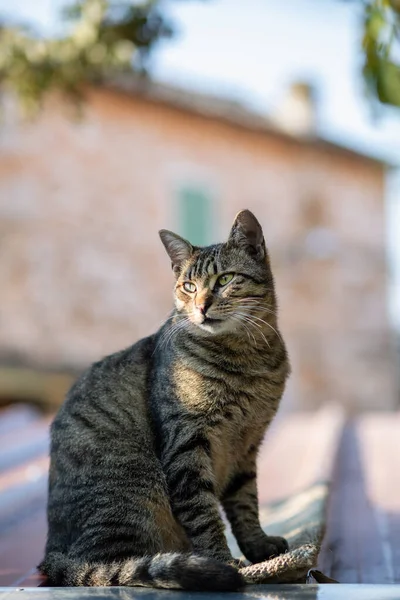 緑の目をした可愛い猫の選択的フォーカスショット — ストック写真