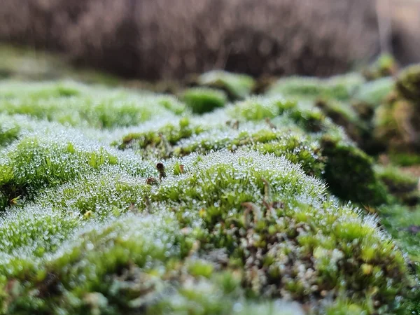 Closeup Shot Dewdrops Moss Park — Stock Photo, Image