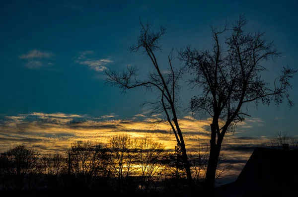 Silhuetten Kala Träd Vid Solnedgången — Stockfoto