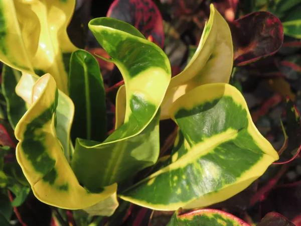 Μια Επιλεκτική Εστίαση Closeup Του Croton Διακοσμητικά Ανθοφόρα Φυτά Στον — Φωτογραφία Αρχείου
