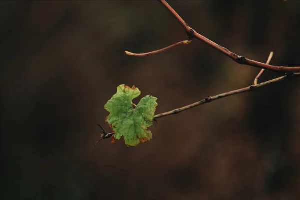 Focalizare Selectivă Unei Ramuri Copac Singură Frunză Fundal Neclar — Fotografie, imagine de stoc