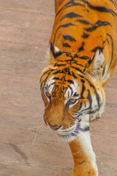 Een Hoge Hoek Opname Van Een Tijger Lopend Dierentuin — Stockfoto