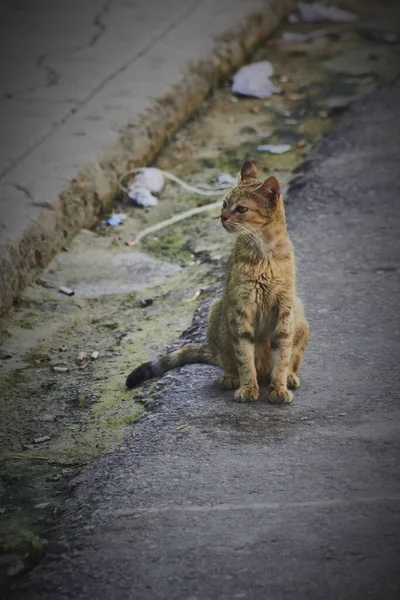Μια Κάθετη Φωτογραφία Μιας Χαριτωμένης Κοκκινομάλλας Γάτας Στο Δρόμο Στην — Φωτογραφία Αρχείου