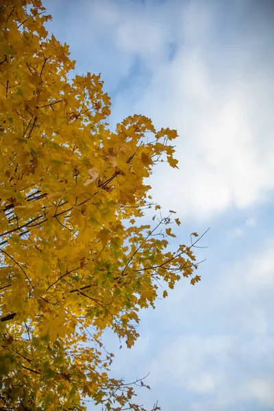 Pionowy Niskokątny Strzał Drzewa Autumn Listowie — Zdjęcie stockowe