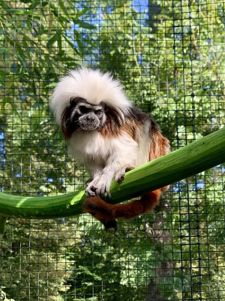 Een Verticaal Shot Van Een Kleine Cotton Top Tamarin — Stockfoto