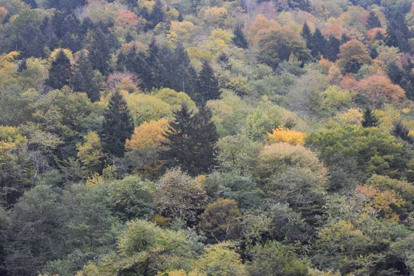 色とりどりの紅葉に覆われた鬱蒼とした森の丘の斜面の壮大なショット — ストック写真
