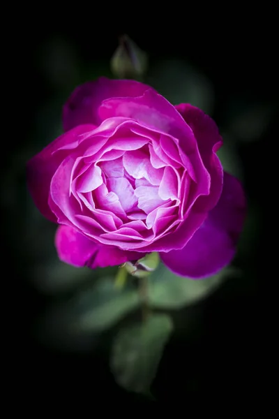 Una Vista Superior Jardín Rosa Elevó Bajo Luz Del Sol —  Fotos de Stock