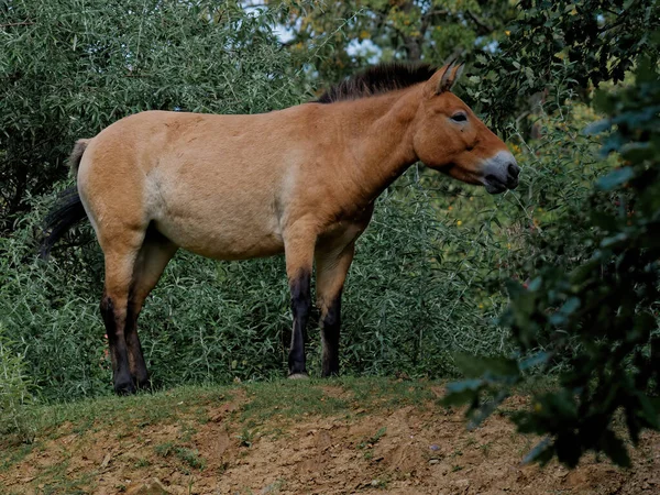 Beautiful Single Przewalski Horse Field Surrounded Lush Vegetation — стоковое фото