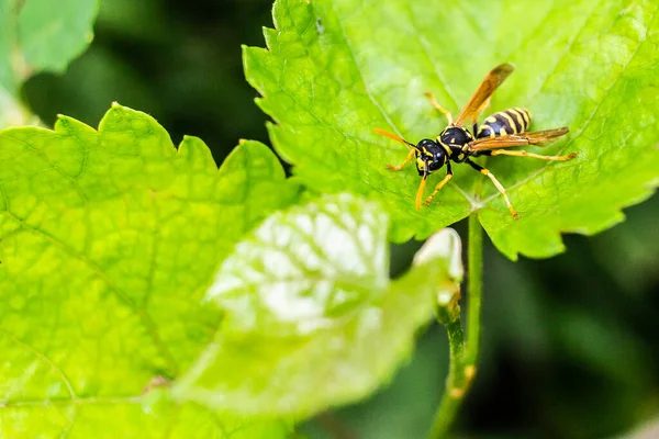 Closeup Hornet Green Leaf Field Sunlight — Stock Photo, Image