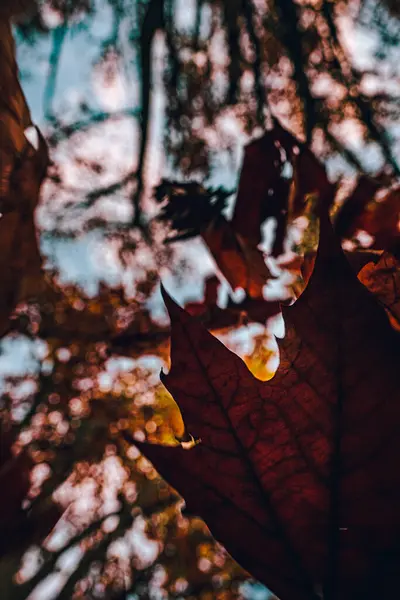 단풍나무의 사격이 가을에 하늘을 사라지다 — 스톡 사진