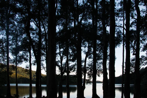 Een Silhouet Shot Van Bomen Nabij Een Plas — Stockfoto