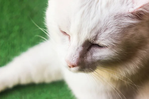 白い猫の頭の高い角度のショット — ストック写真