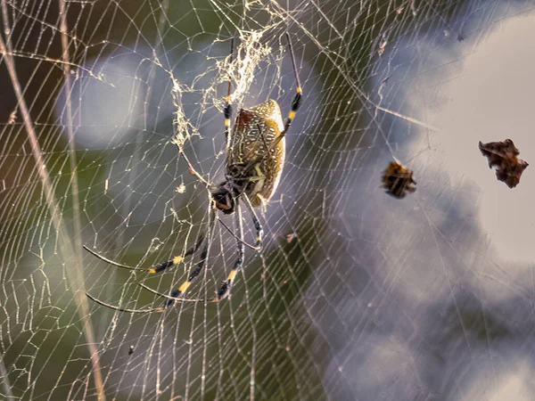 Uma Foto Close Uma Aranha Grande Sentada Uma Teia Aranha — Fotografia de Stock