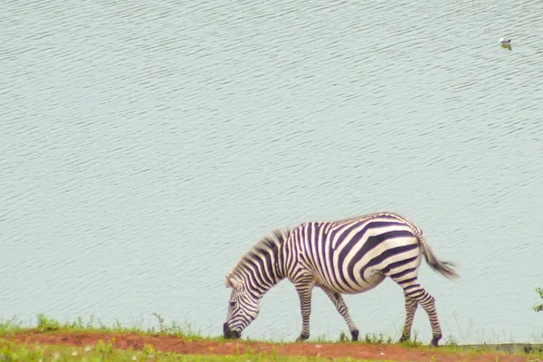 Ein Blick Auf Zebras Die Gras Der Nähe Eines Sees — Stockfoto