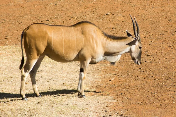 Єдиний Дикий Природний Край Або Антилопа Пасеться Заповіднику — стокове фото