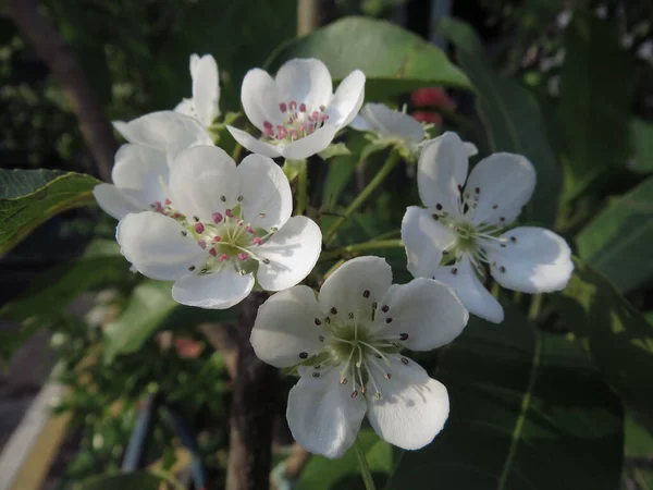 庭の梨の花の選択的なフォーカスの閉鎖 — ストック写真