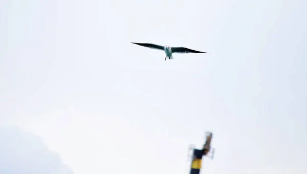 Disparo Ángulo Bajo Una Pequeña Gaviota Laurus Minutus Volando Frente — Foto de Stock