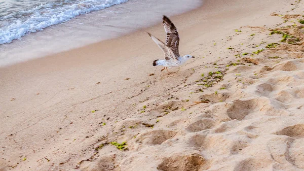 Ein Seevögel Einem Weißen Sandstrand — Stockfoto
