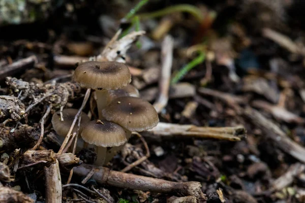 Close Cogumelos Hidropus Uma Floresta Malta Com Fundo Embaçado — Fotografia de Stock