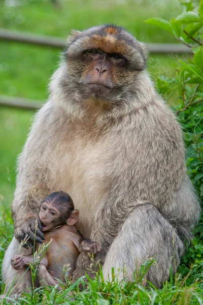 Macaco Barbary Adulto Com Seu Bebê — Fotografia de Stock