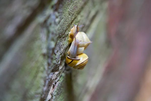 Macro Shot Snail Blurry — Stock Photo, Image