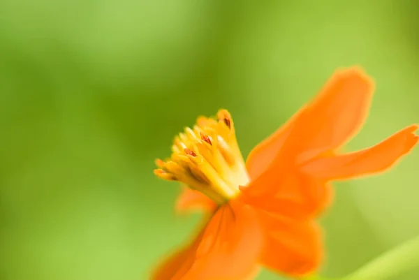 Primer Plano Vista Superior Una Hermosa Flor Amarilla Sobre Fondo — Foto de Stock