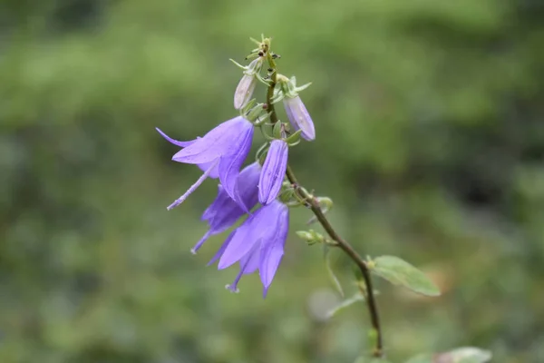 Primer Plano Hermosas Flores Campana Púrpura Flor — Foto de Stock