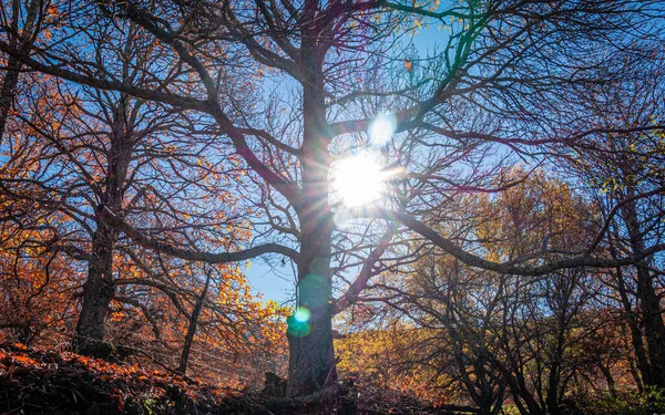 紅葉の美しい秋の風景と輝く太陽 — ストック写真